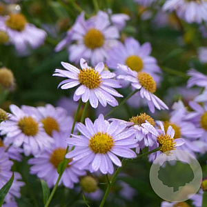 Kalimeris incisa 'Jürgen Wever' GM P9