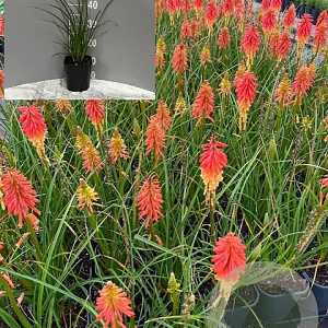 Kniphofia 'Papaya Popsicle' GM 2,0L