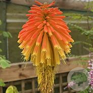Kniphofia rooperi GM P9