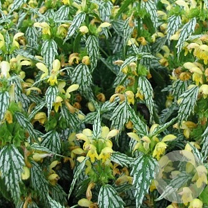 Lamiastrum gal. 'Herman's Pride' GM P9