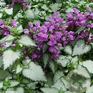 Lamium mac. 'Red Nancy' GM P9