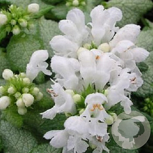 Lamium mac. 'White Nancy' GM P9