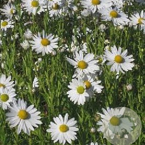Leucanthemella serotina GM P9
