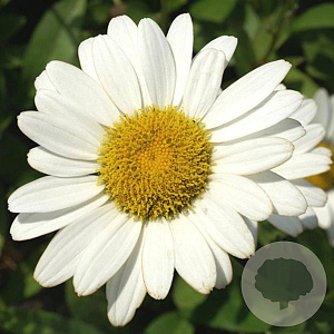 Leucanthemum (S) 'Brightside' GM P9
