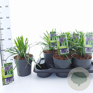 Liriope muscari 'Royal Purple' 20-25 cm 2,0L