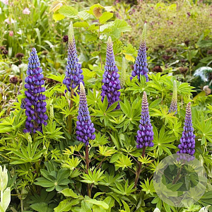 Lupinus Lupinova Lyanna GM  P11