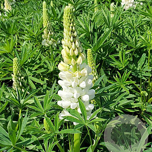 Lupinus p. 'Lupini White' GM P9