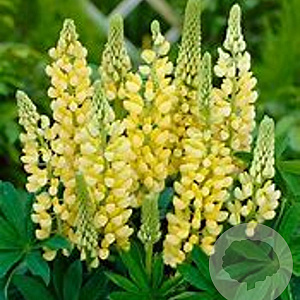 Lupinus p. 'Lupini Yellow Shades' GM P9