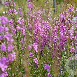Lythrum virgatum 'Helene' GM P9