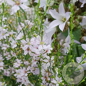 Lythrum virgatum 'Sunfields Beauty' GM P9