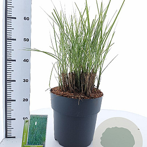 Miscanthus sin. 'Morning Light' 60-100 cm 12L