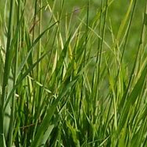 Molinia arund. 'Bergfreund' GM P9