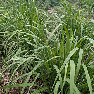 Molinia arund. 'Crystal Veil' GM P9