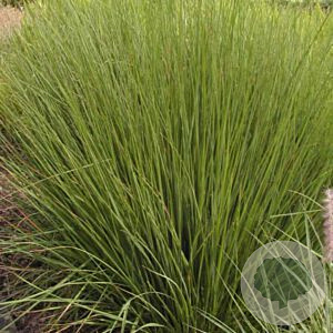 Molinia caerulea 'Amber Glow' GM P9