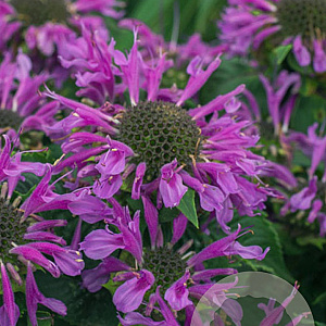 Monarda Bee-You Bee-Pretty GM P9