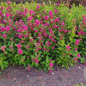 Weigela Big Love 125-150 cm met kluit struik