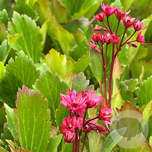 Mukgenia Nova Flame GM P9