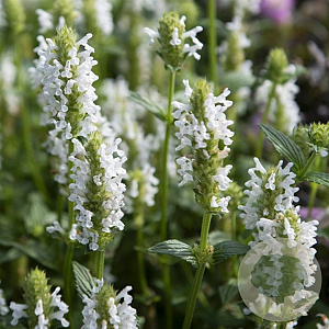 Nepeta nervosa 'Nevita White' GM P9