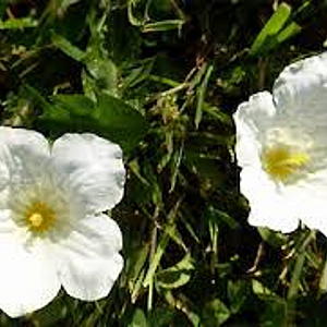 Nierembergia repens GM P9