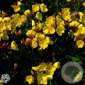 Oenothera fr. 'Sonnenwende' GM P9