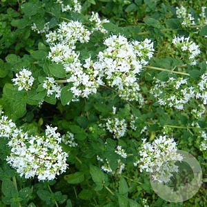 Origanum vulg. 'Album' GM P9
