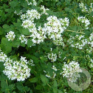 Origanum vulg. 'Album' GM P9