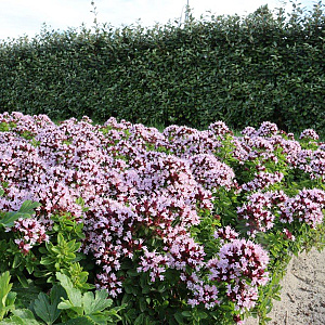 Origanum vulg. 'Compactum' GM P9