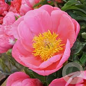 Paeonia 'Lovely Rose' GM  P11