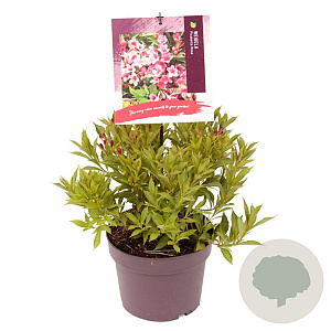 Weigela Picobella Rosa 20-30 cm 3,0L