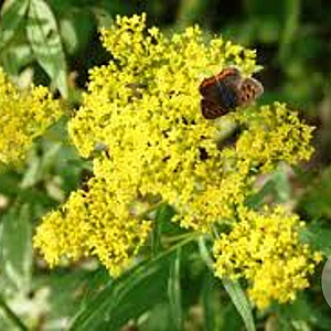 Patrinia monandra GM P9