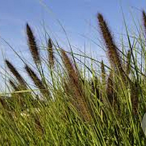 Pennisetum al. 'Kim's Nightmare' GM P9