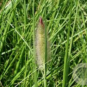Pennisetum al. 'Paul's Giant' GM P9