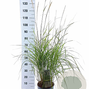 Pennisetum or. 'Fairy Tails' 30-40 cm 6,5L