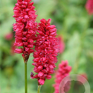Persicaria a. 'JS Delgado Macho' GM P9