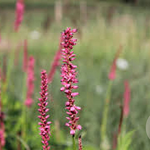 Persicaria a. 'Summer Dance' GM P9
