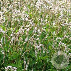 Persicaria a. 'White Eastfield' GM P9