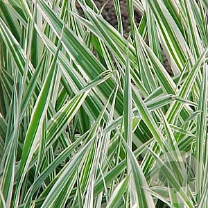 Phalaris arund. 'Picta' GM P9