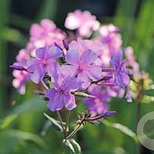 Phlox ampl. 'Augenstern' GM P9