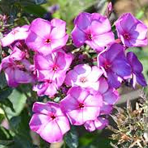 Phlox (P) Sweet Summer Fantasy GM P9