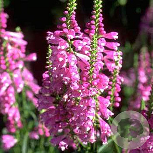 Physostegia v. 'Vivid' GM P9
