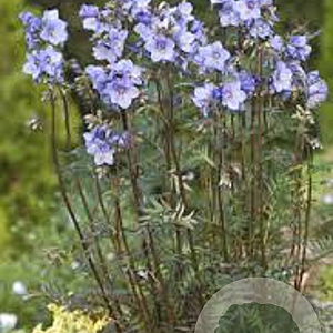 Polemonium 'Heaven Scent' GM P9