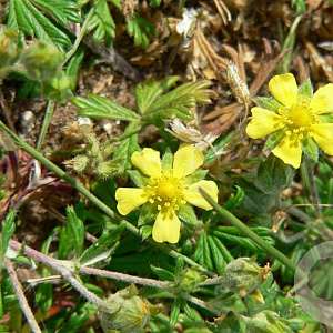 Potentilla argentea GM P9