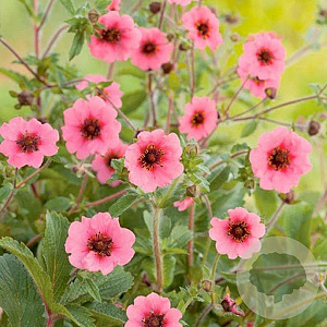 Potentilla nep. 'Miss Willmott' GM P9