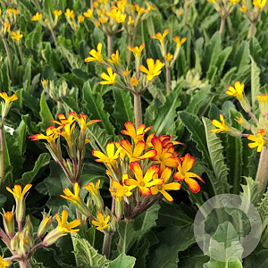 Primula v. Oakleaf Yellow Picotee GM P9