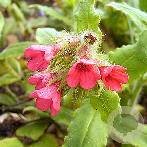 Pulmonaria rubra GM P9