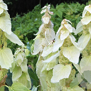 Rheum alexandrae GM P9