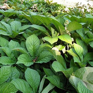 Rodgersia aesc. 'Werner Müller' GM P9