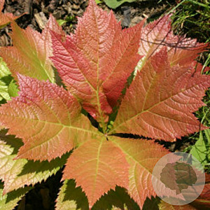 Rodgersia pinnata 'Rotlaub' GM P9