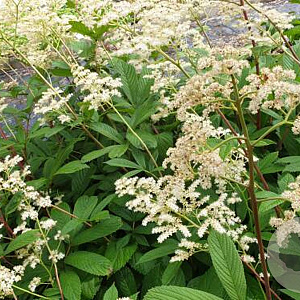 Rodgersia samb. 'Rothaut' GM P9