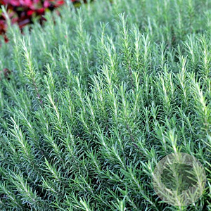 Rosmarinus off. 'Périgord' GM P9